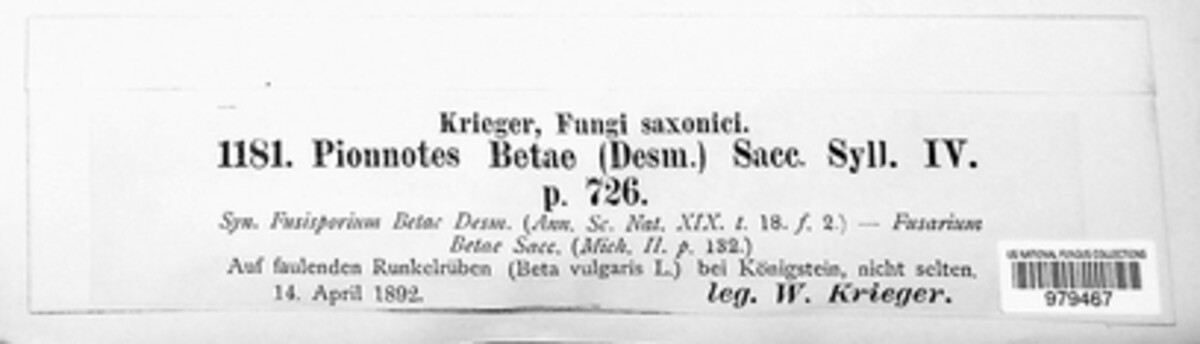 Fusarium betae image